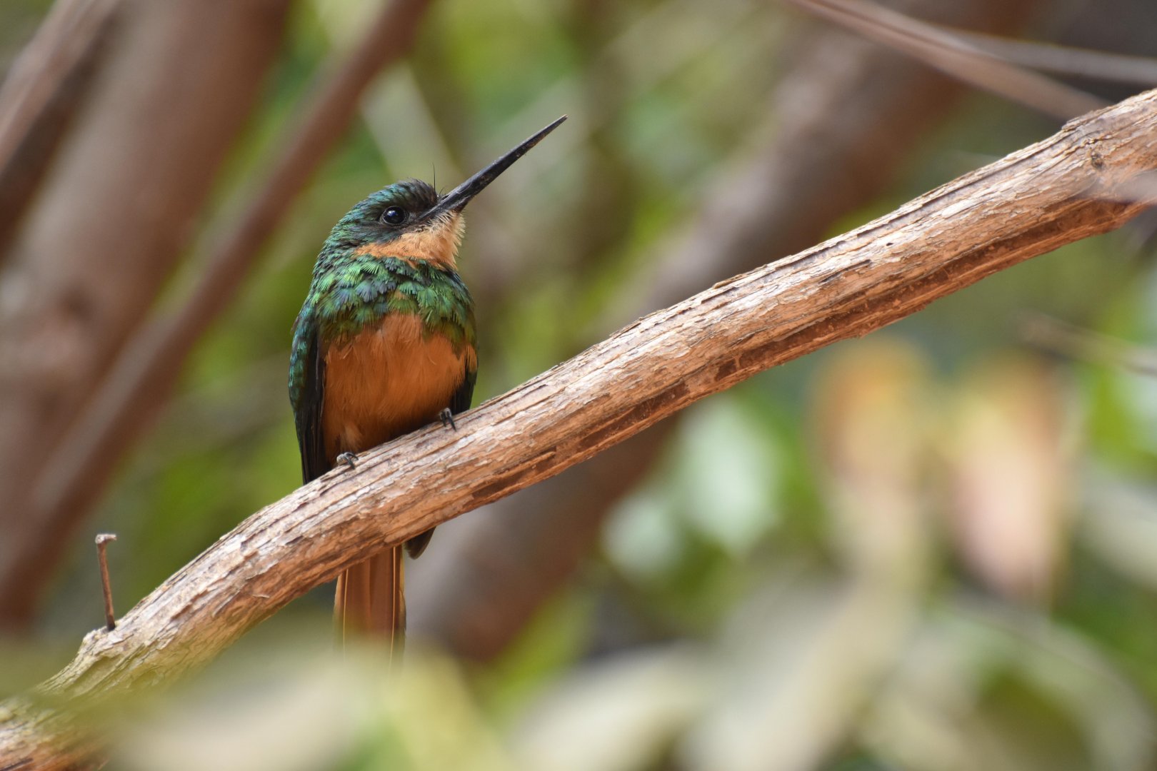 Rufous-tailed Jacamar (Galbula ruficauda)
