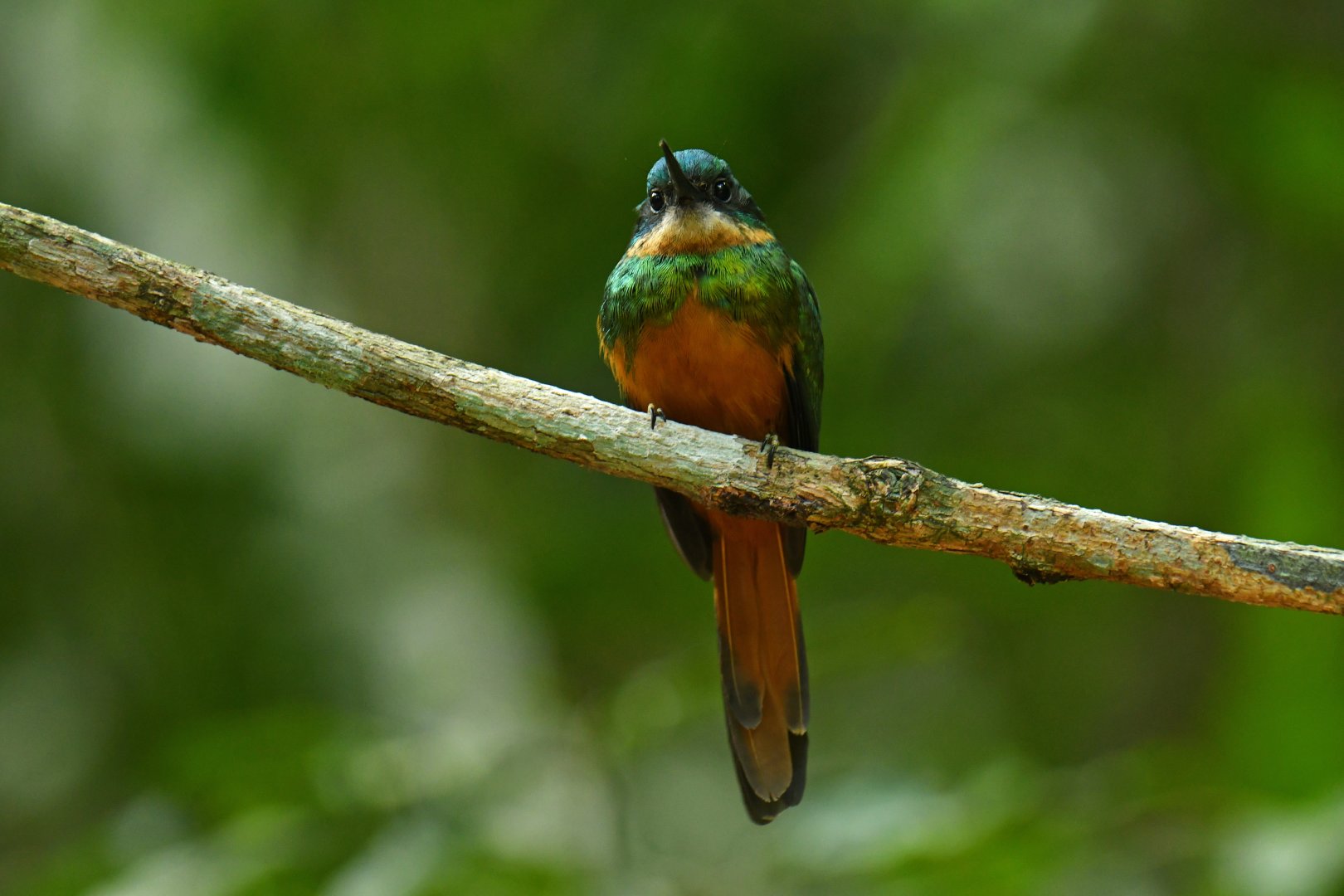 Rufous-tailed Jacamar (Galbula ruficauda)