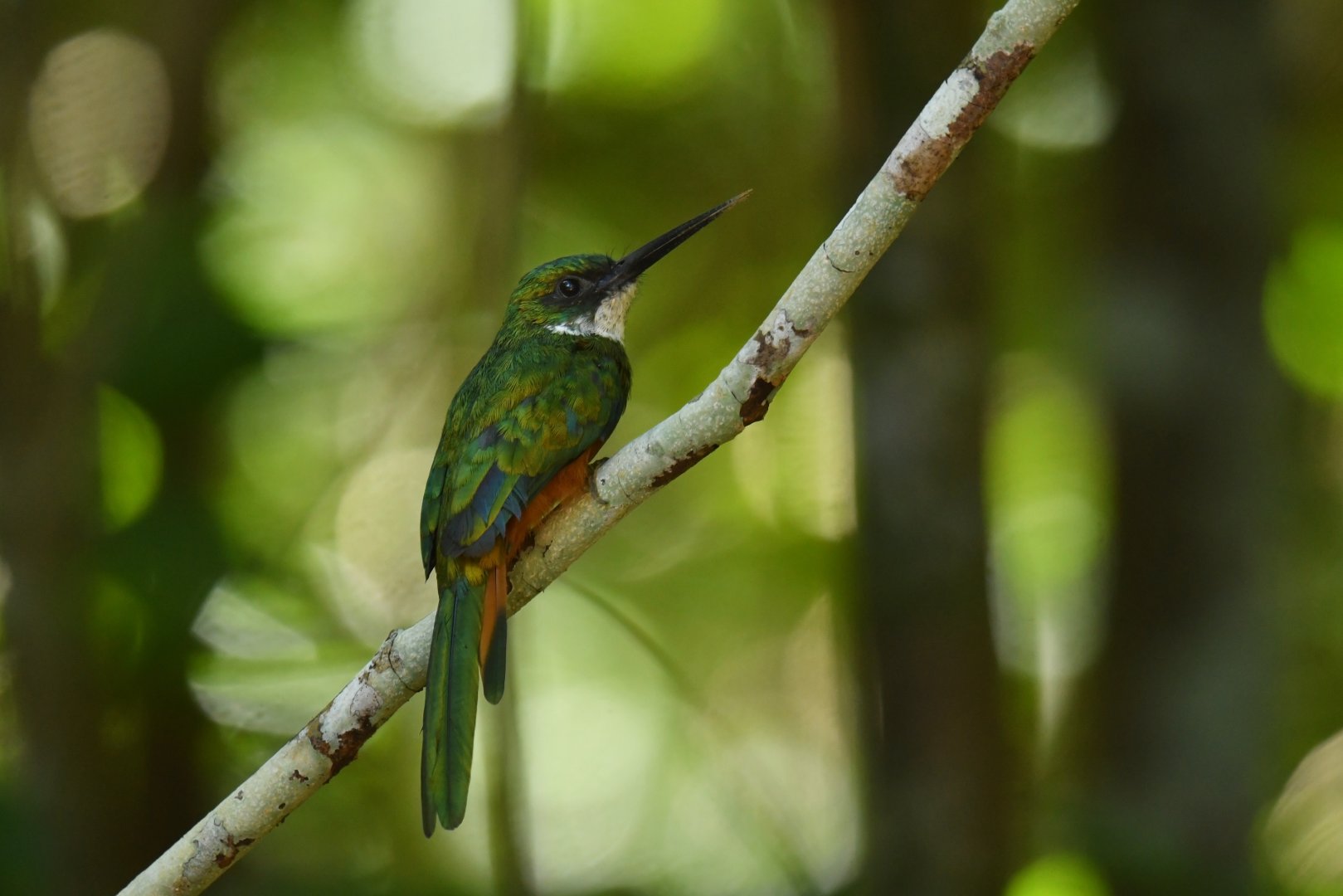Rufous-tailed Jacamar Galbula ruficauda