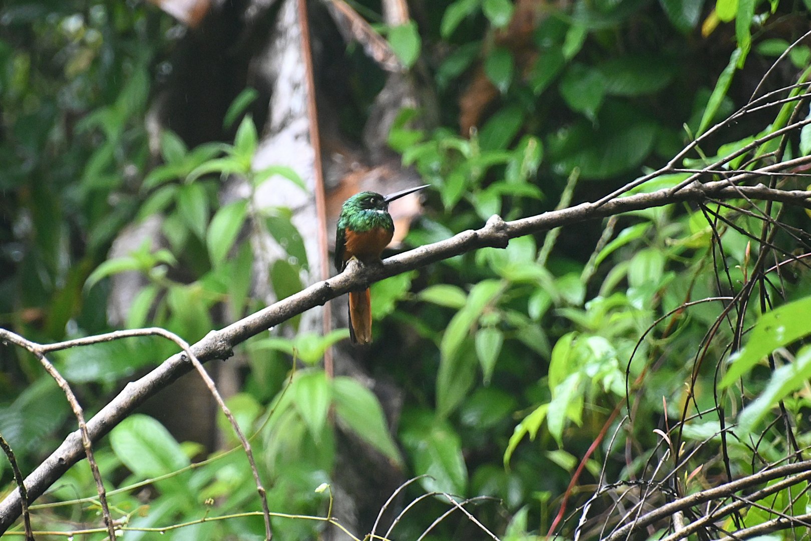 Rufous-tailed Jacamar (Galbula ruficauda)
