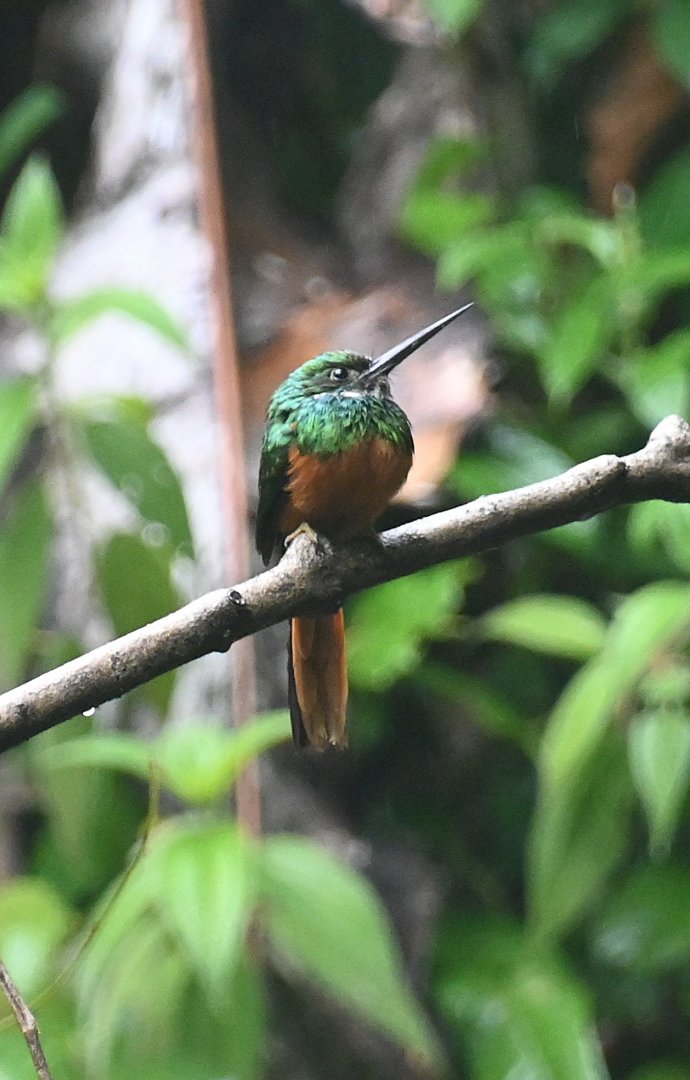 Rufous-tailed Jacamar (Galbula ruficauda)