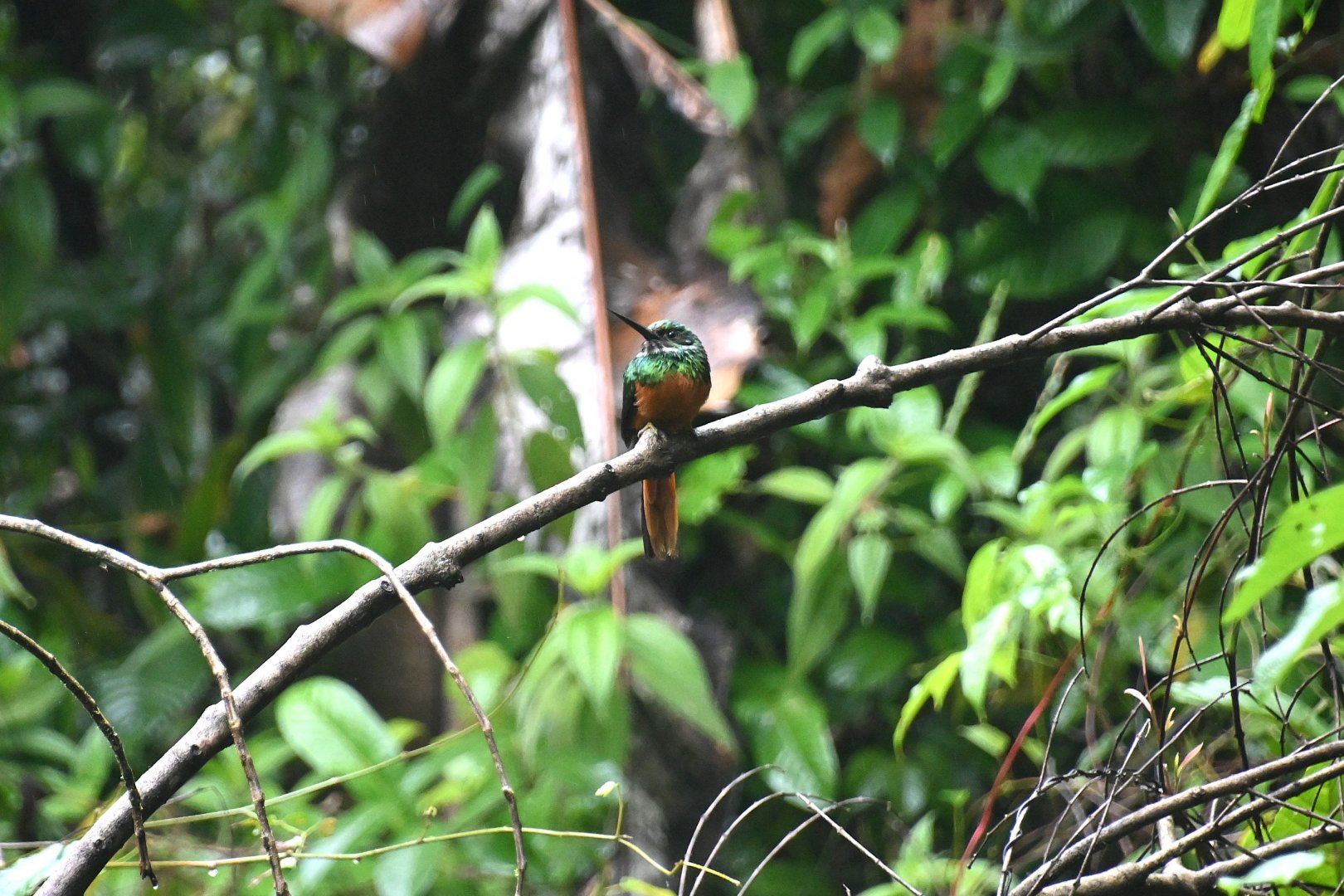 Rufous-tailed Jacamar (Galbula ruficauda)
