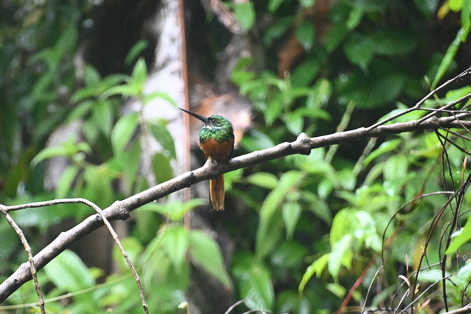 Rufous-tailed Jacamar (Galbula ruficauda)
