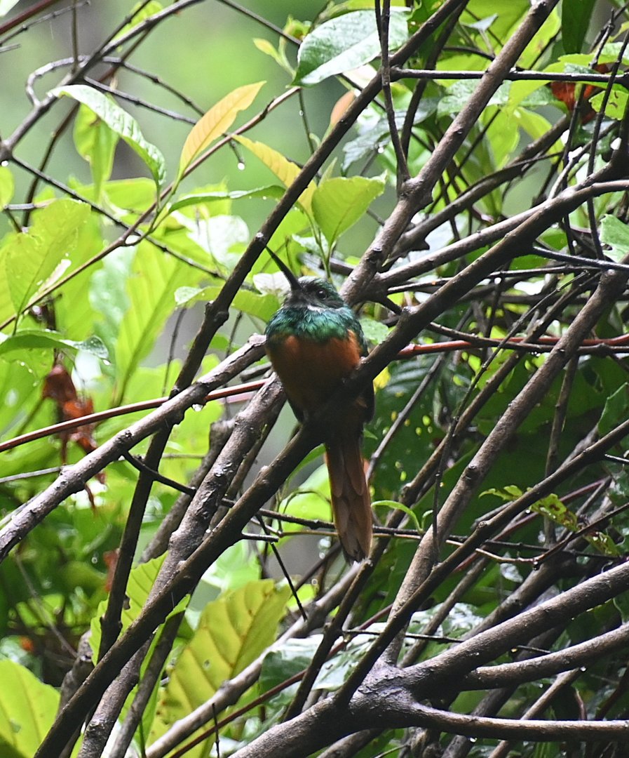 Rufous-tailed Jacamar (Galbula ruficauda)