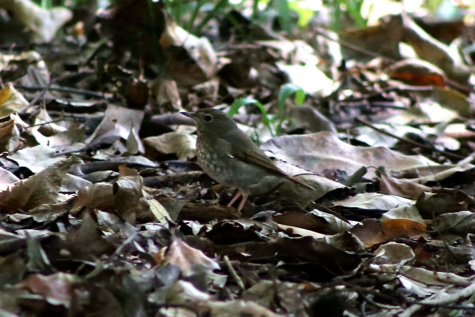 Rufous-tailed Robin (Larvivora sibilans)