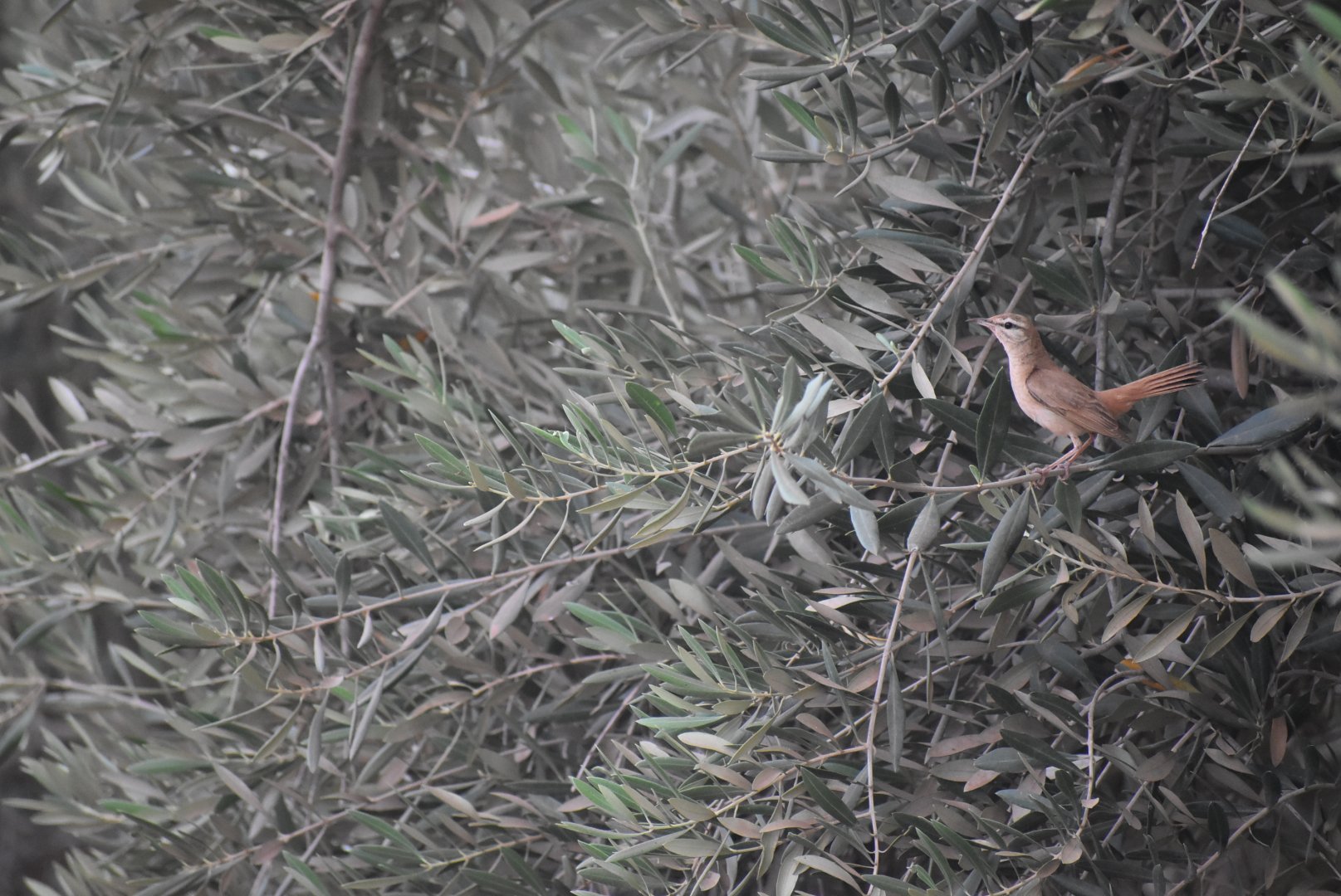 Rufous-tailed scrub-robin - (Issen)