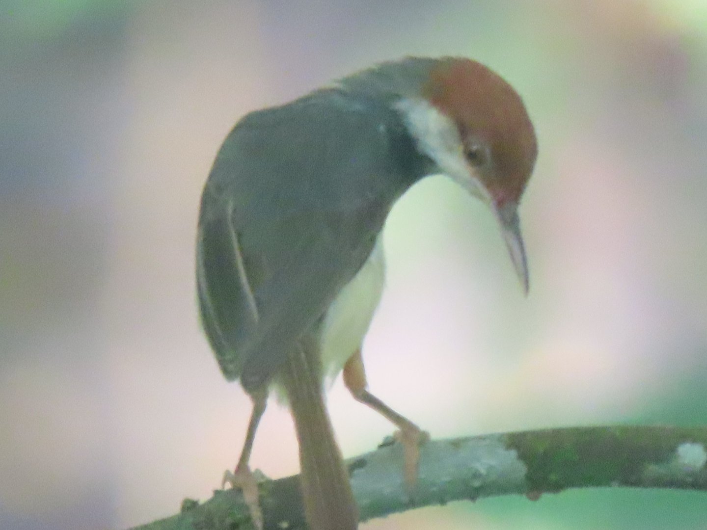 Rufous-tailed tailorbird (Orthotomus sericeus)
