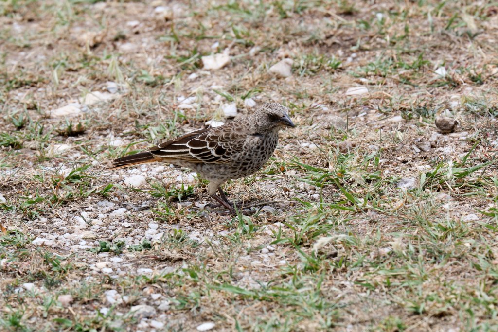 Rufous-tailed Weaver