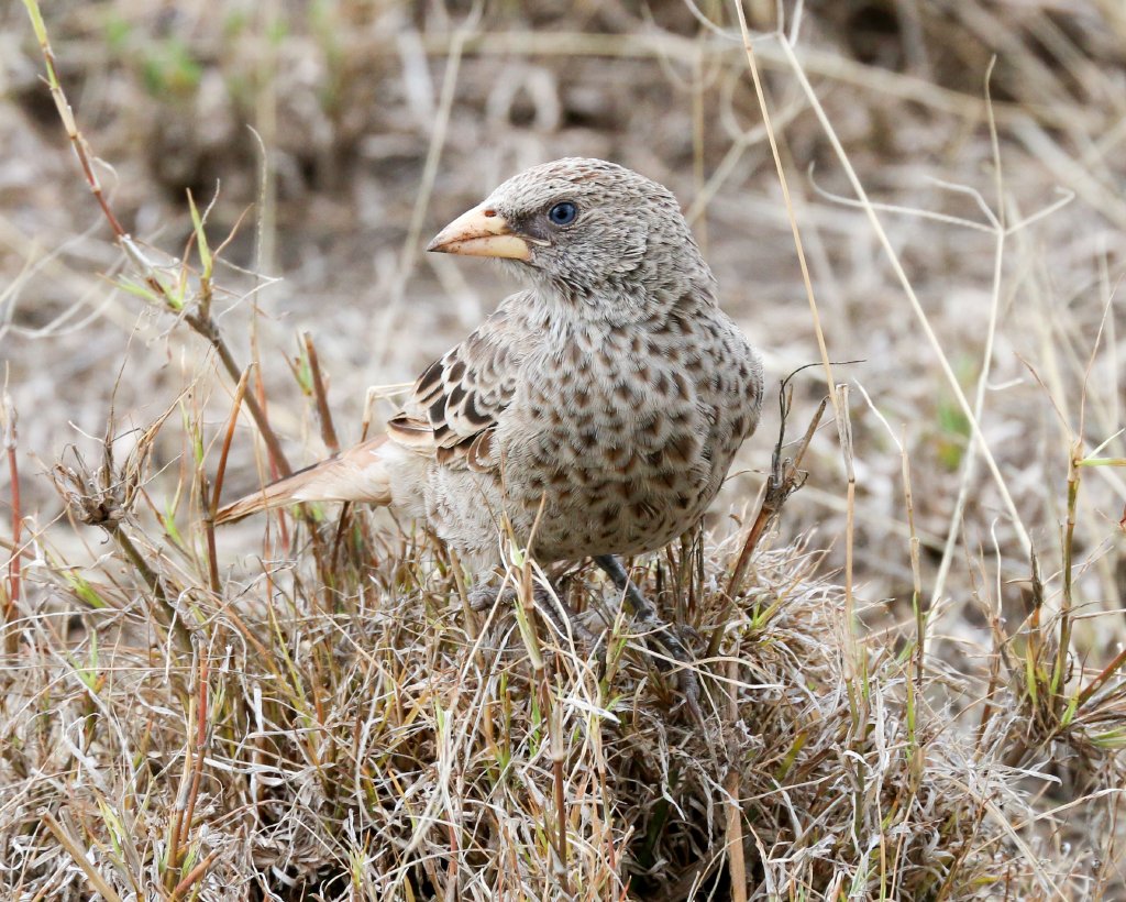 Rufous-tailed Weaver