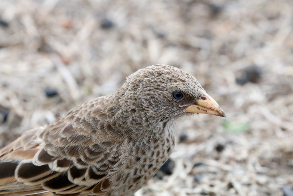 Rufous-tailed Weaver