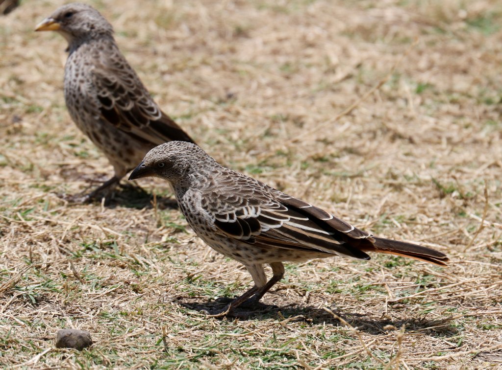 Rufous-tailed Weavers