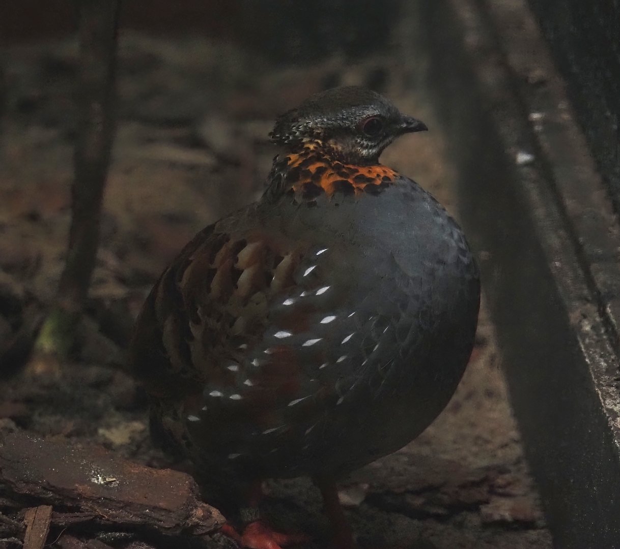 Rufous-throated hill partridge (Arborophila rufogularis), 2024-05-22
