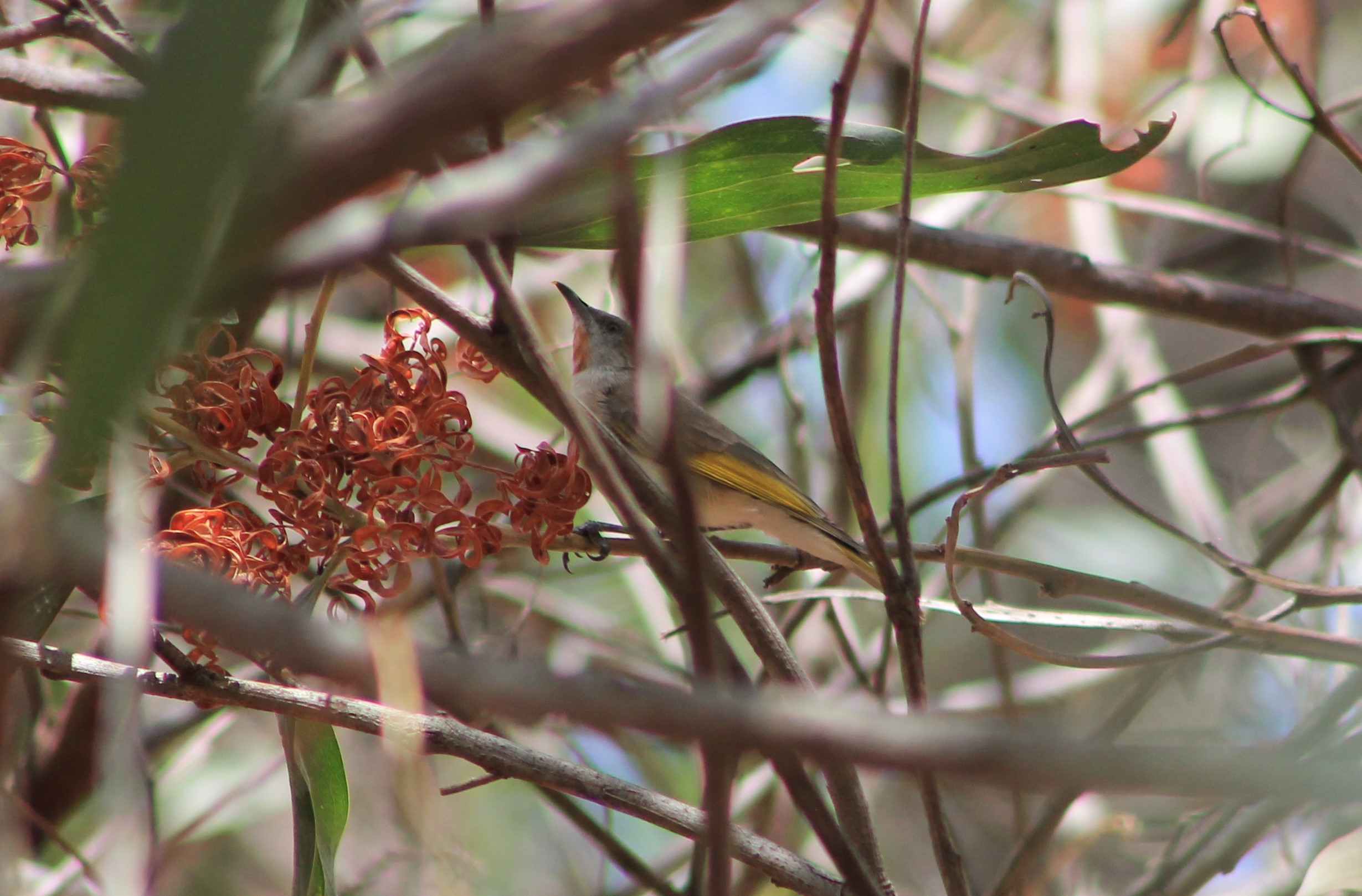 Rufous-throated Honeyeater (Conopophila rufogularis) - adult