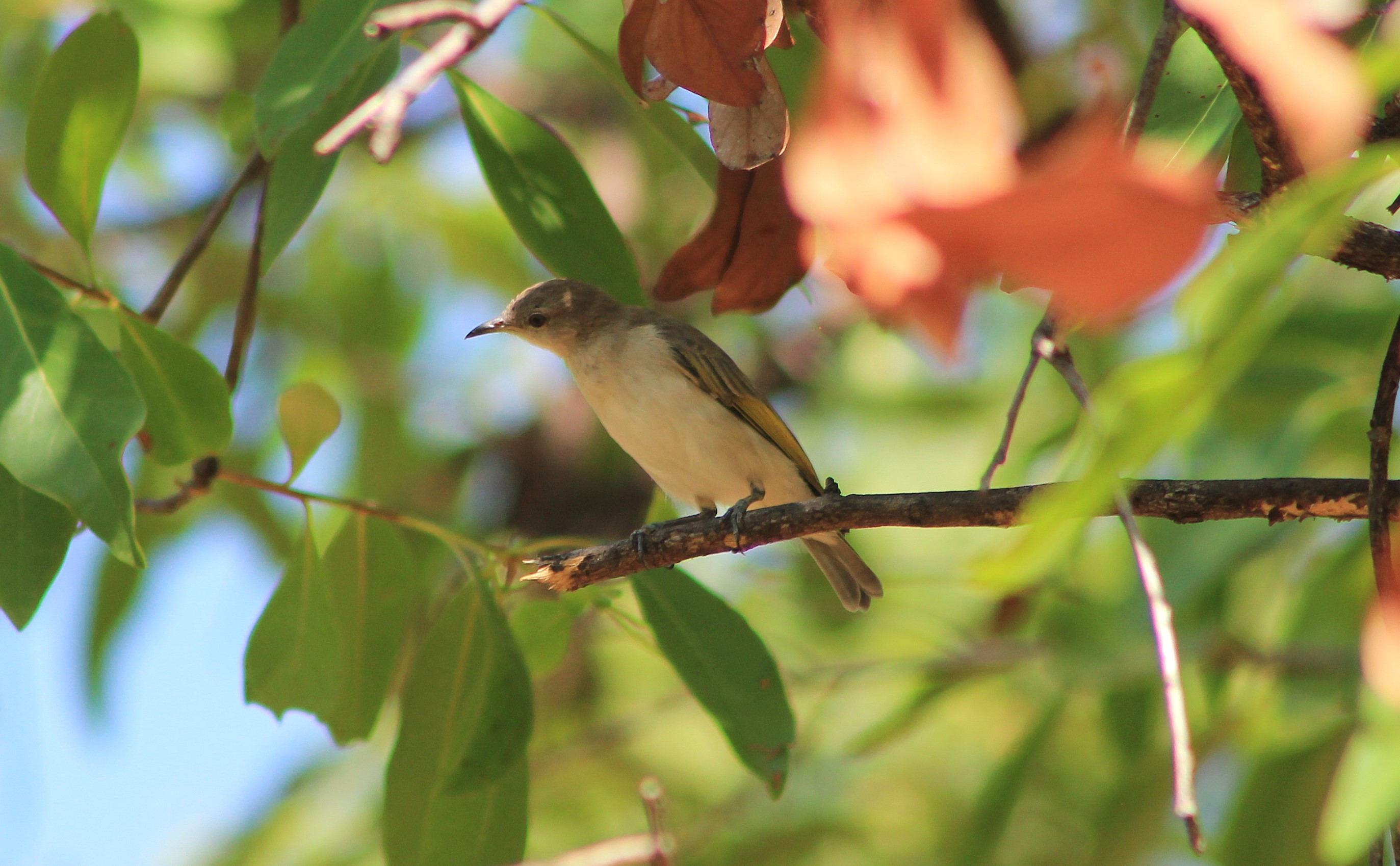 Rufous-throated Honeyeater (Conopophila rufogularis) - juvenile