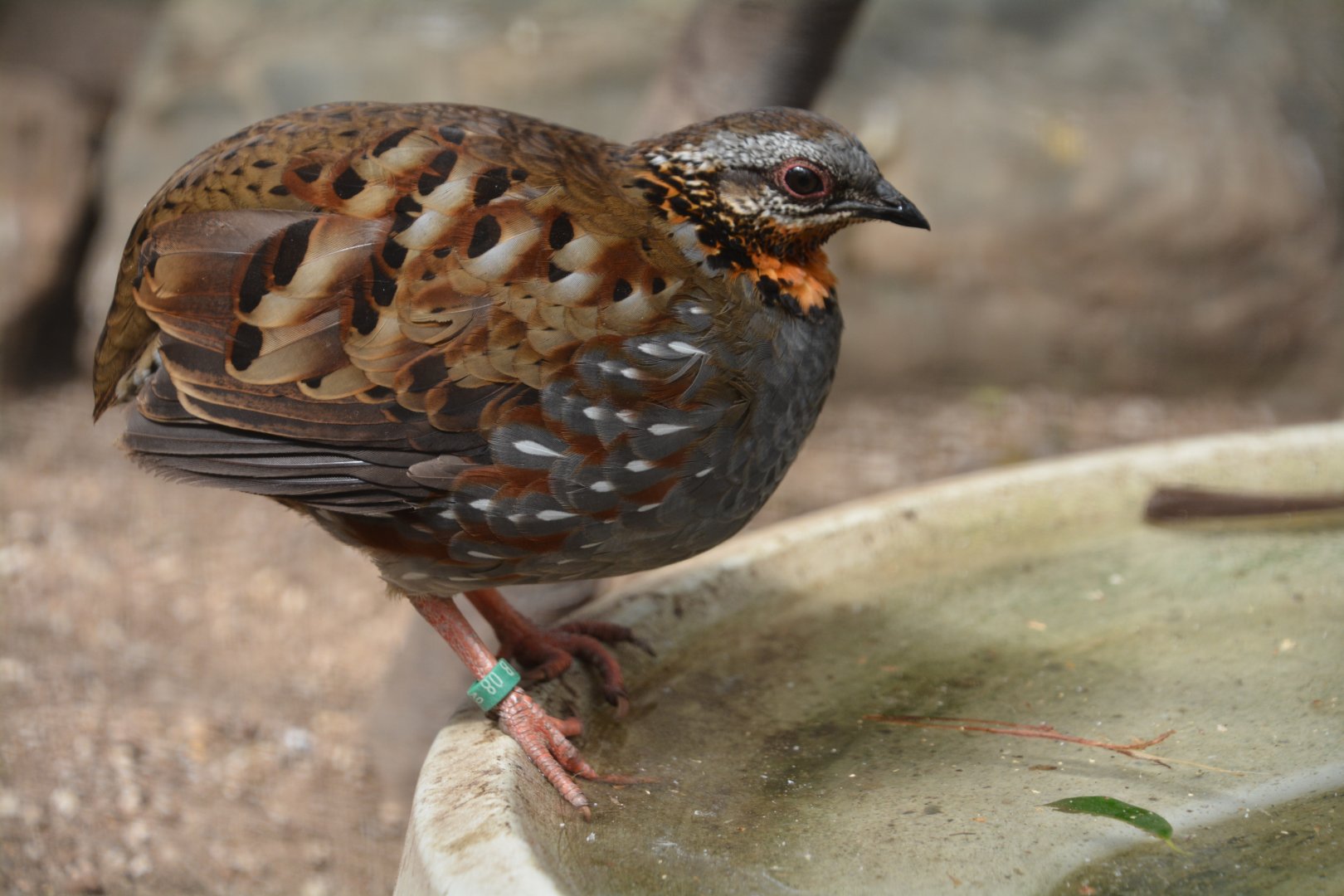 Rufous-throated partridge (Arborophila rufogularis)