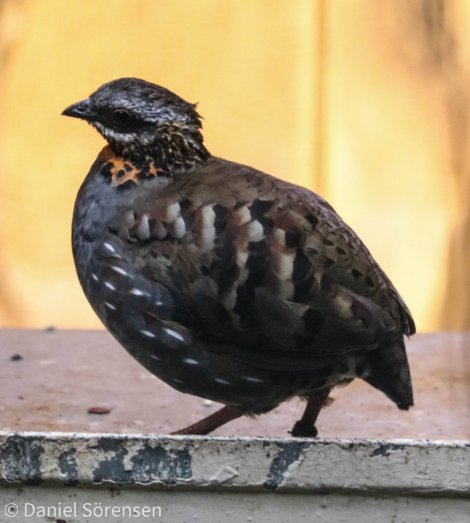 Rufous-throated partridge (Arborophila rufogularis)