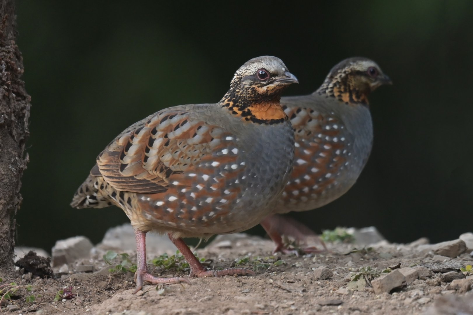 Rufous-throated Partridge Arborophila rufogularis