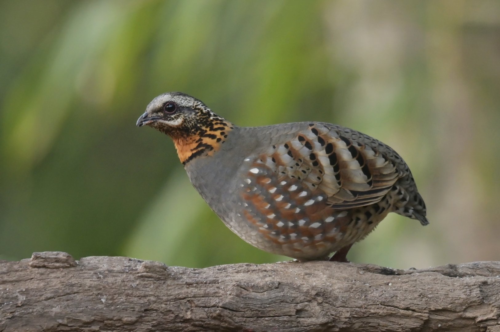 Rufous-throated Partridge Arborophila rufogularis
