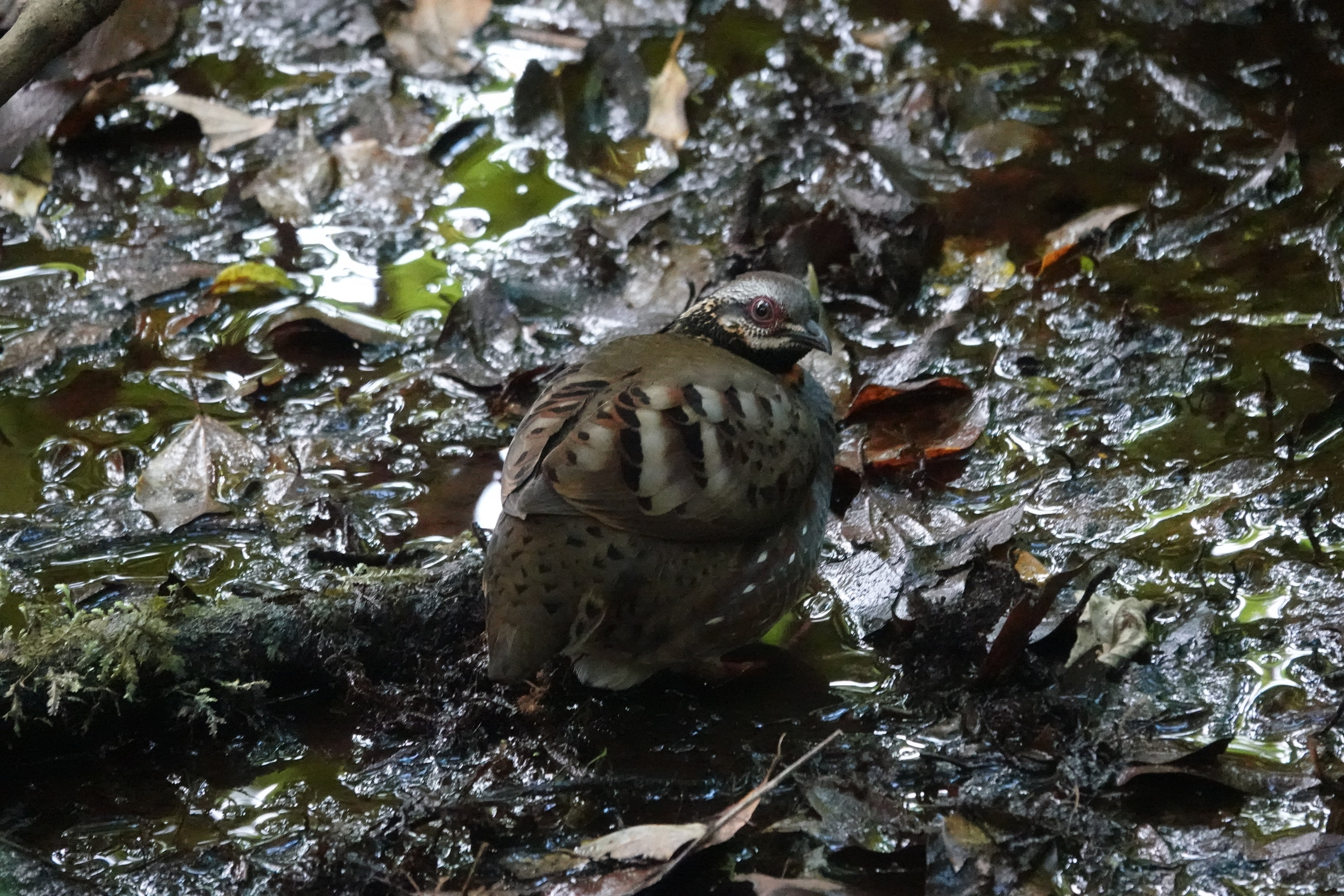Rufous-throated Partridge