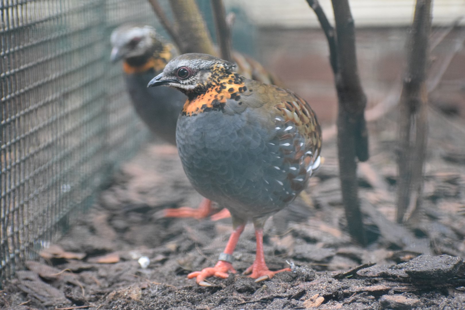 Rufous-throated partridge