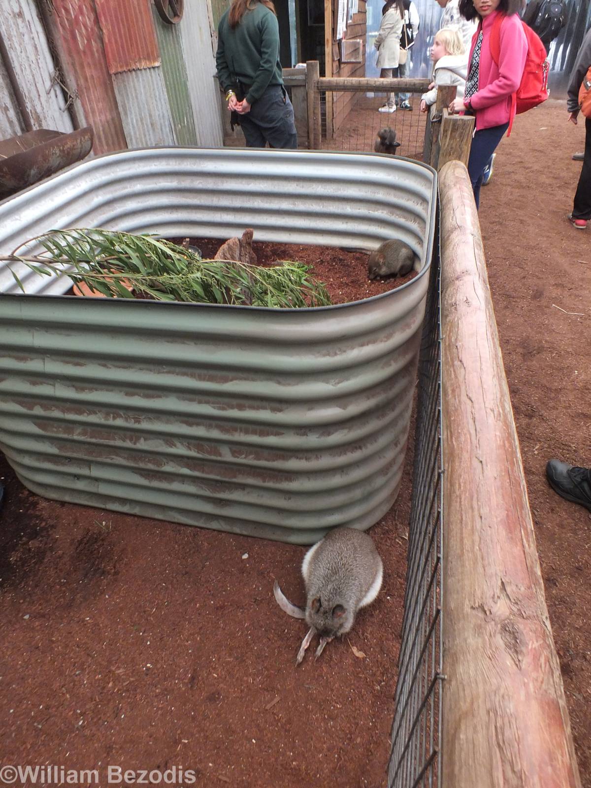 Rufous (top) and Brushtail (bottom) Bettongs in the 'Meet the Wombat and Fr