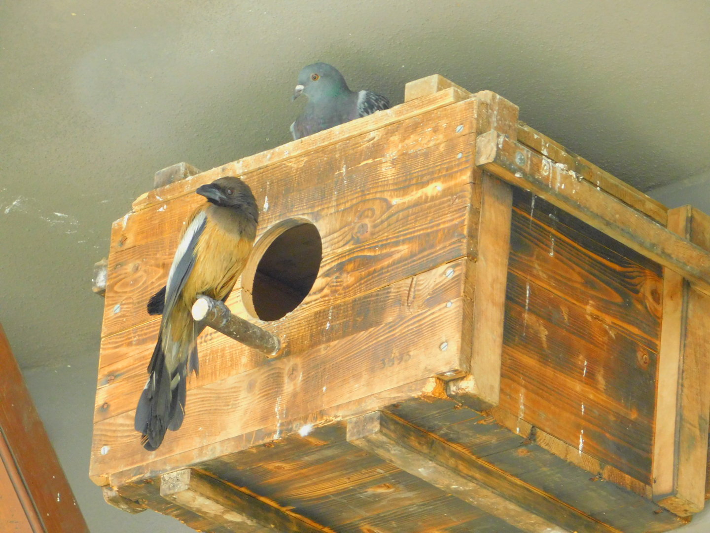 Rufous Tree pie and Pigeon at Istanbul Bird Paradise