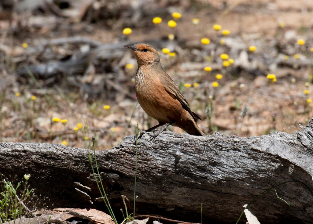 Rufous Treecreeper