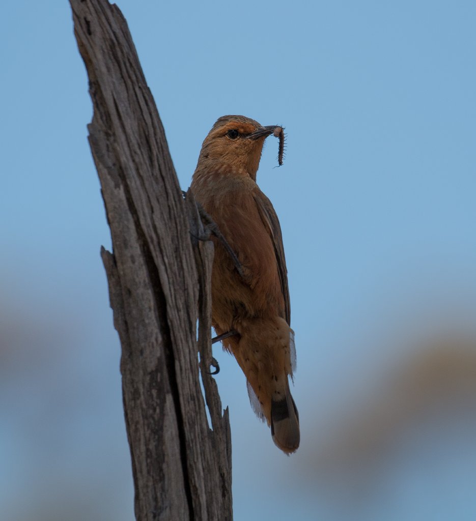 Rufous Treecreeper