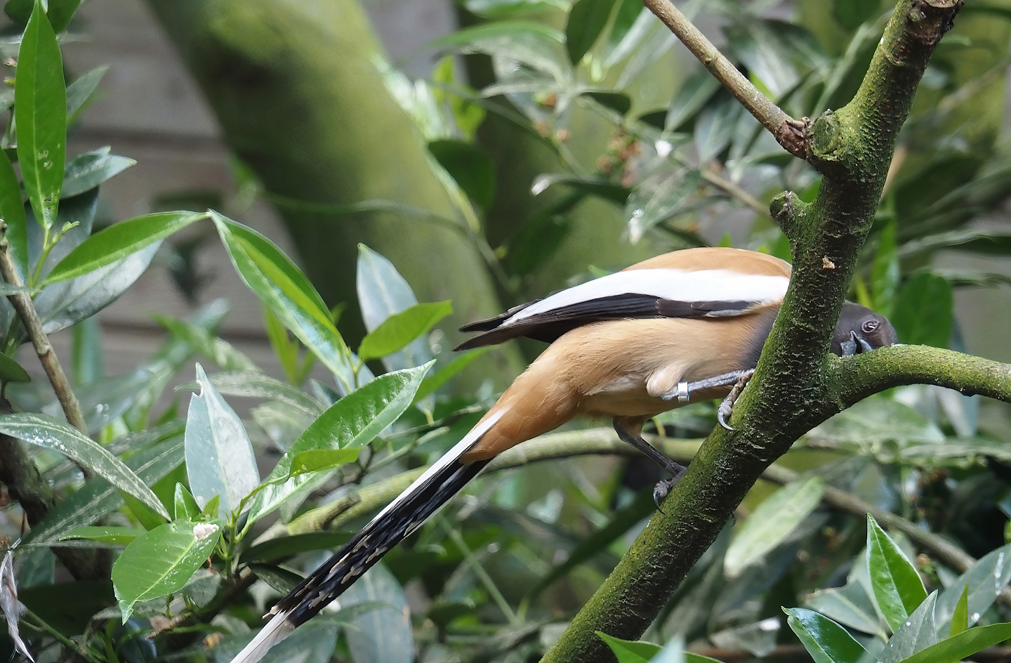 Rufous treepie (Dendrocitta vagabunda), 2024-05-23