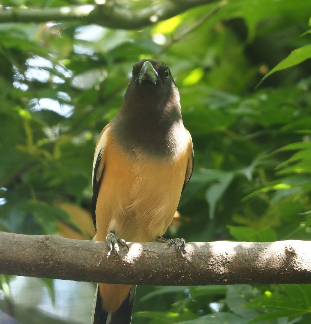 Rufous treepie (Dendrocitta vagabunda), 2024-05-23
