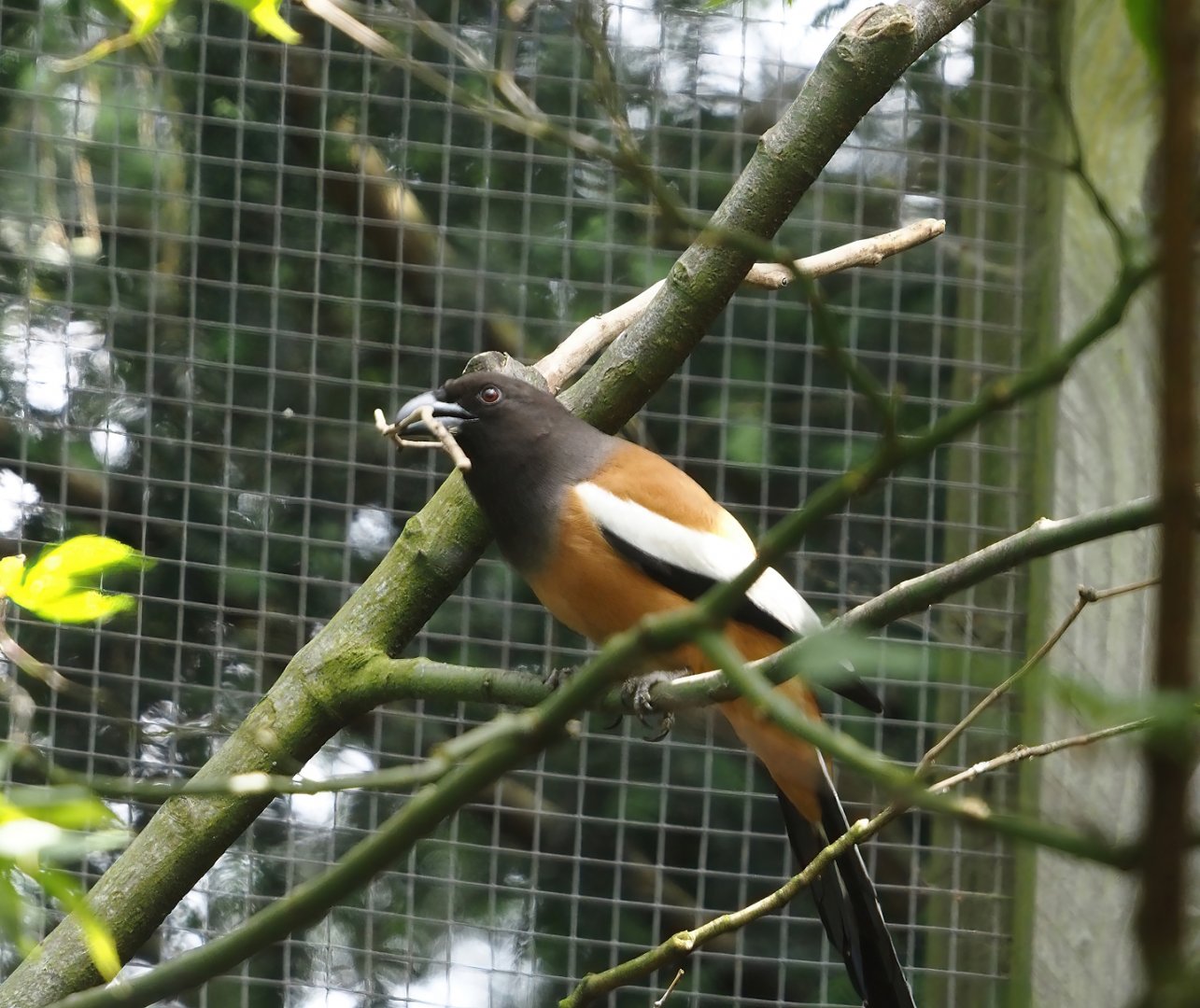 Rufous treepie (Dendrocitta vagabunda), 2024-05-23
