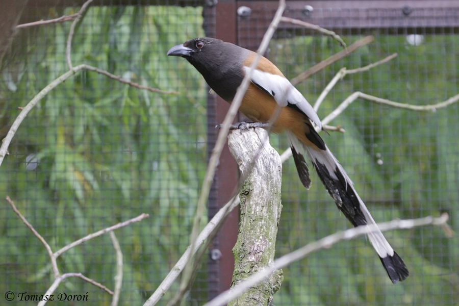 Rufous Treepie (Dendrocitta vagabunda), June 2012