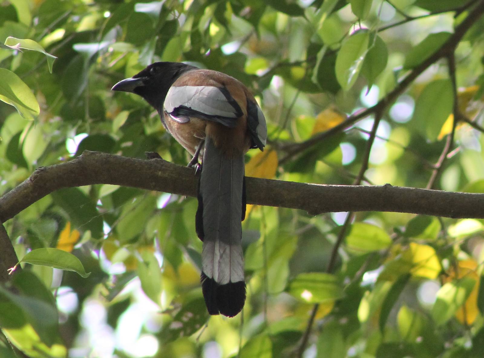 rufous treepie (Dendrocitta vagabunda)