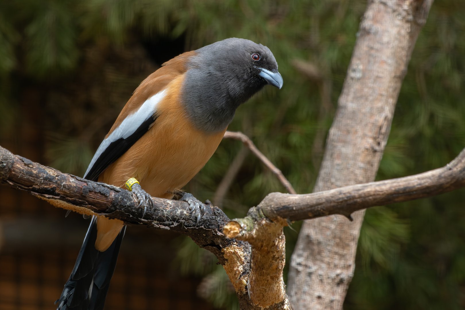 Rufous treepie (Dendrocitta vagabunda)