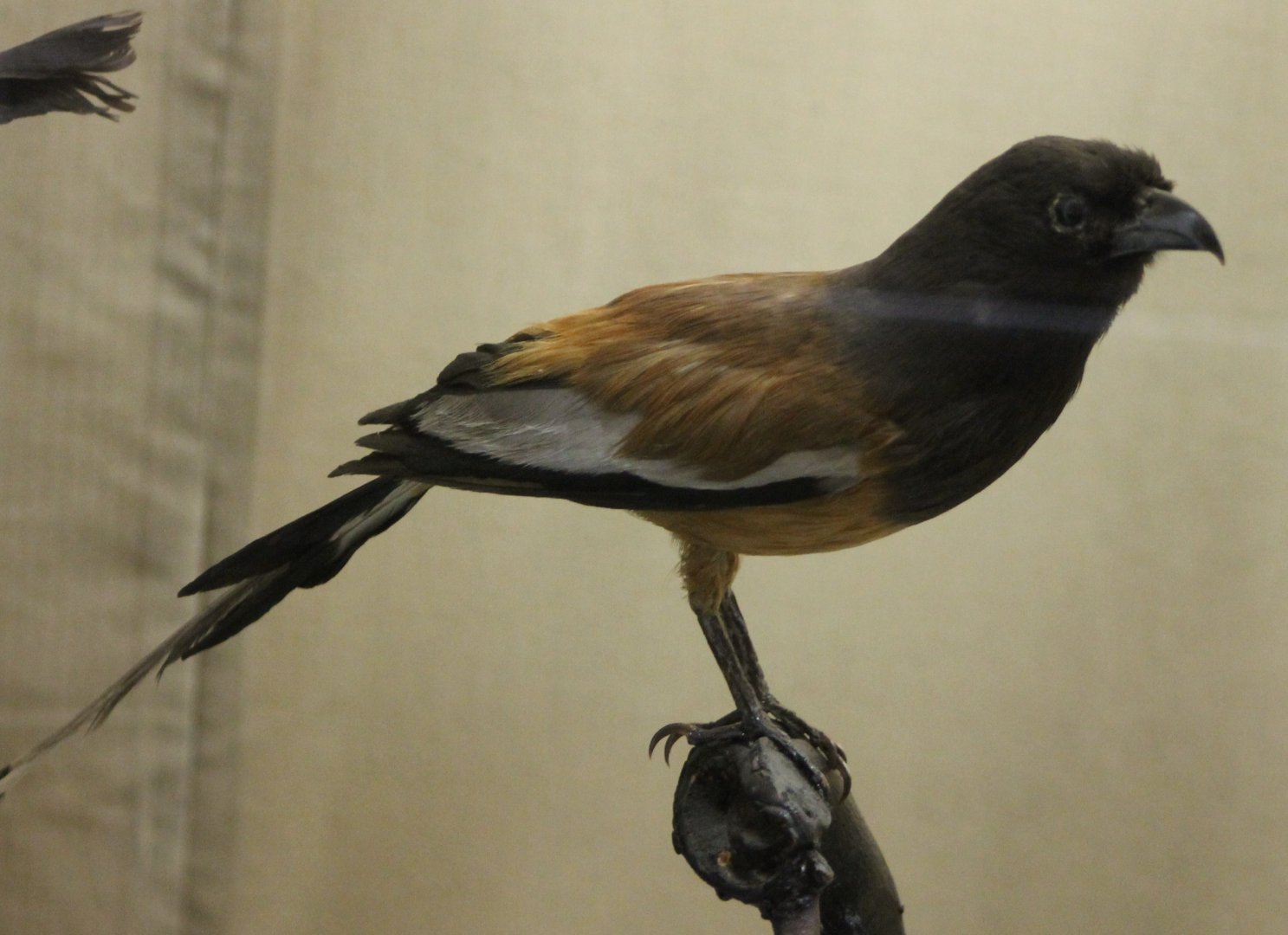 Rufous treepie
