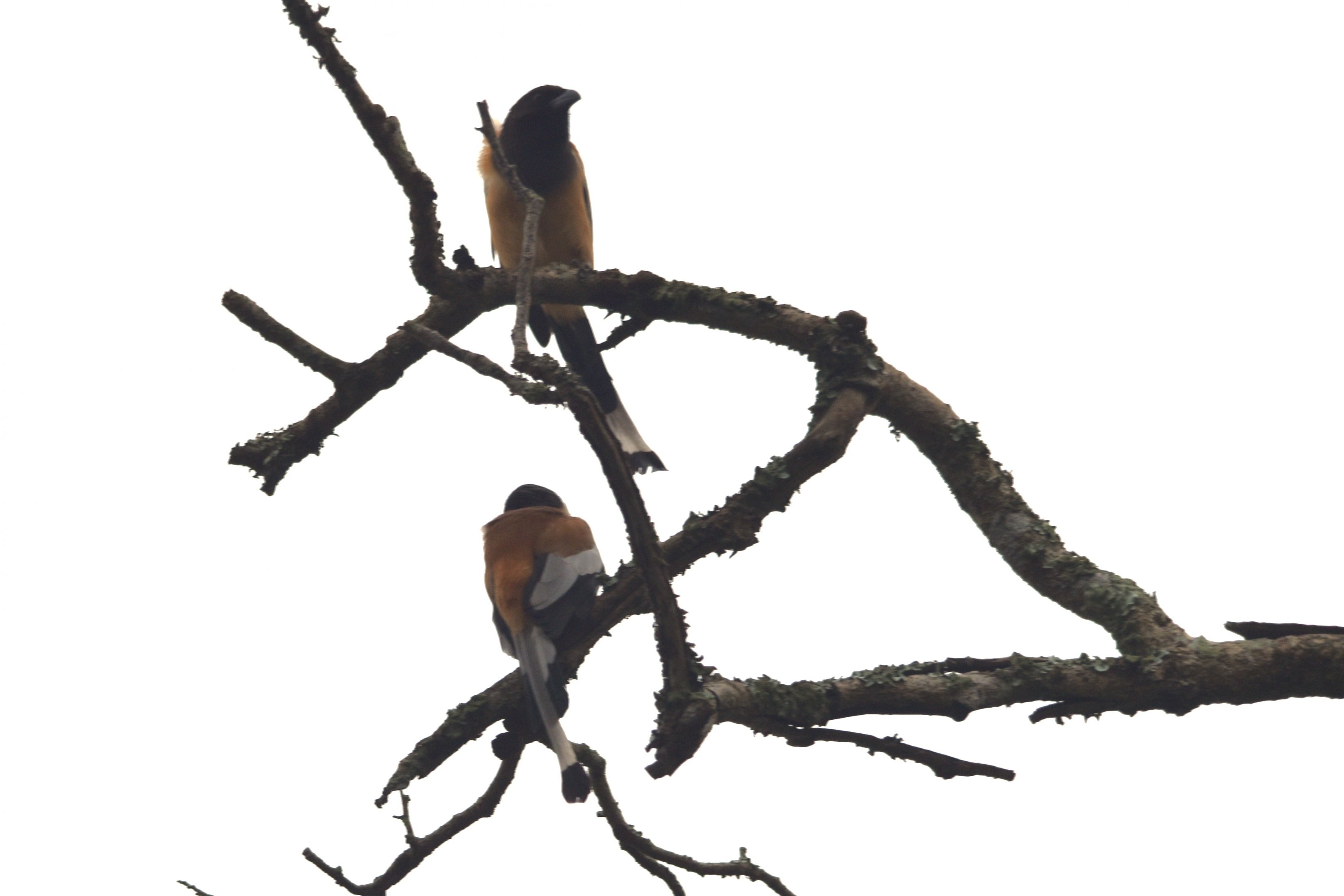 Rufous Treepies, Nagarahole Tiger Reserve, 19th November 2024