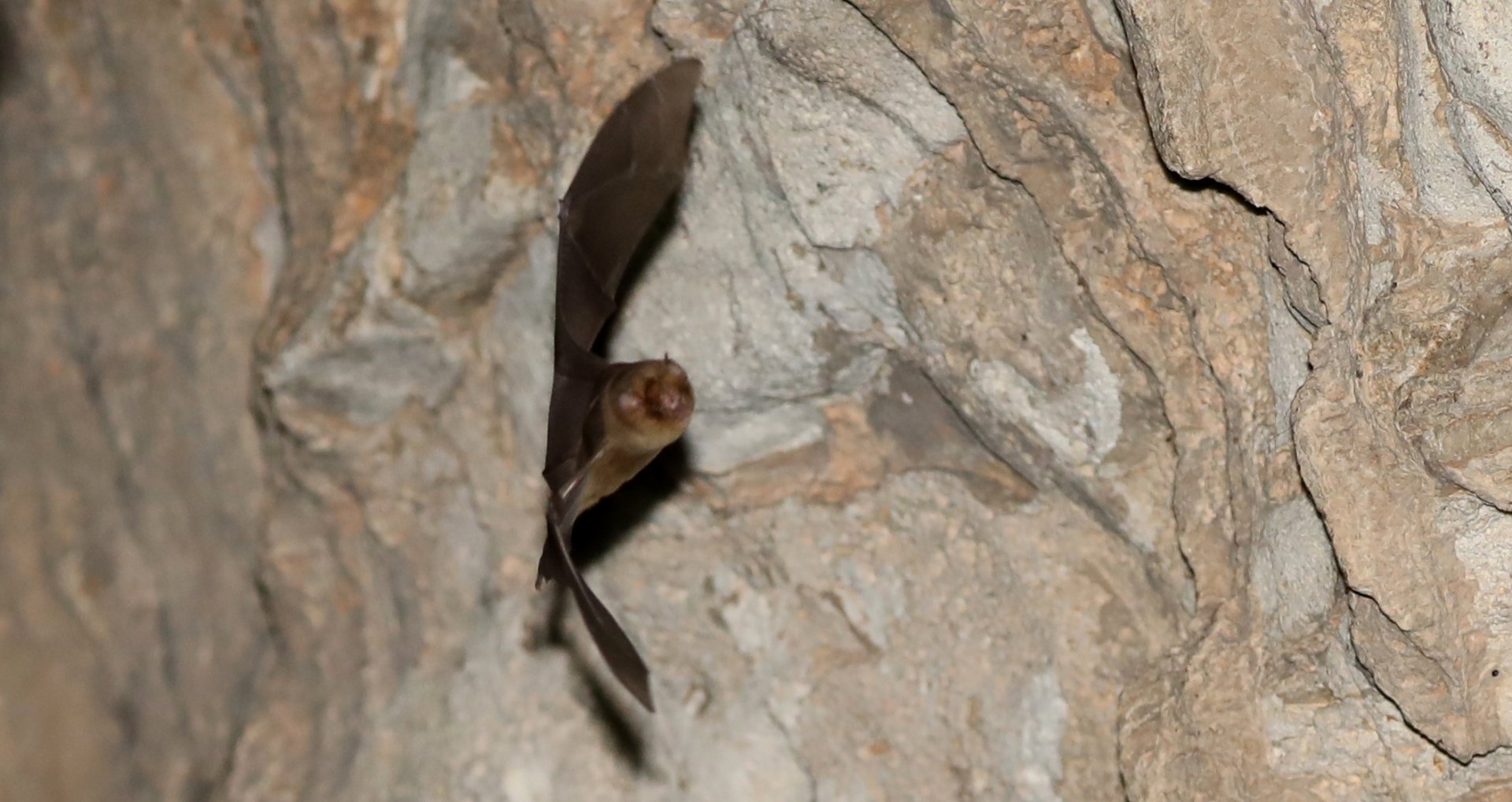 Rufous Trident Bat (Triaenops menamena)