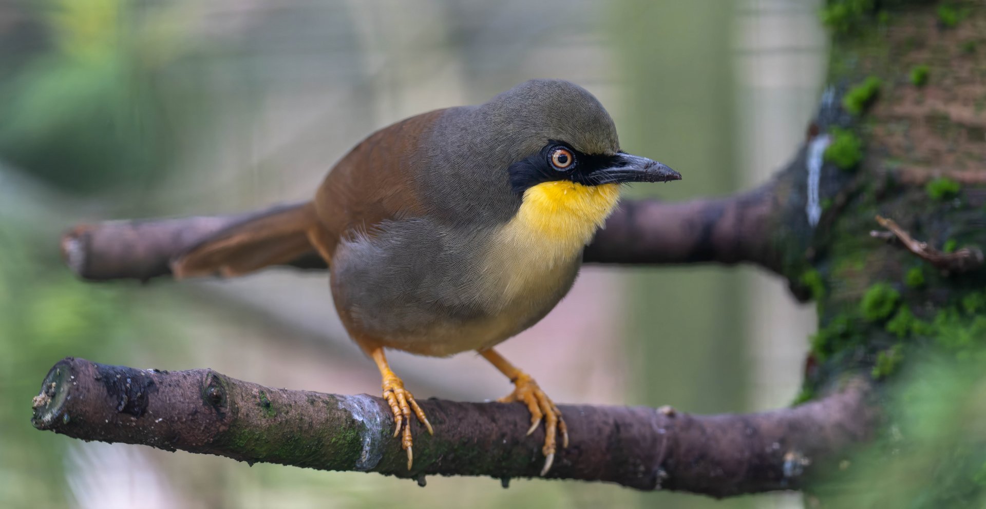 Rufous-vented laughing thrush, Beale Park, UK