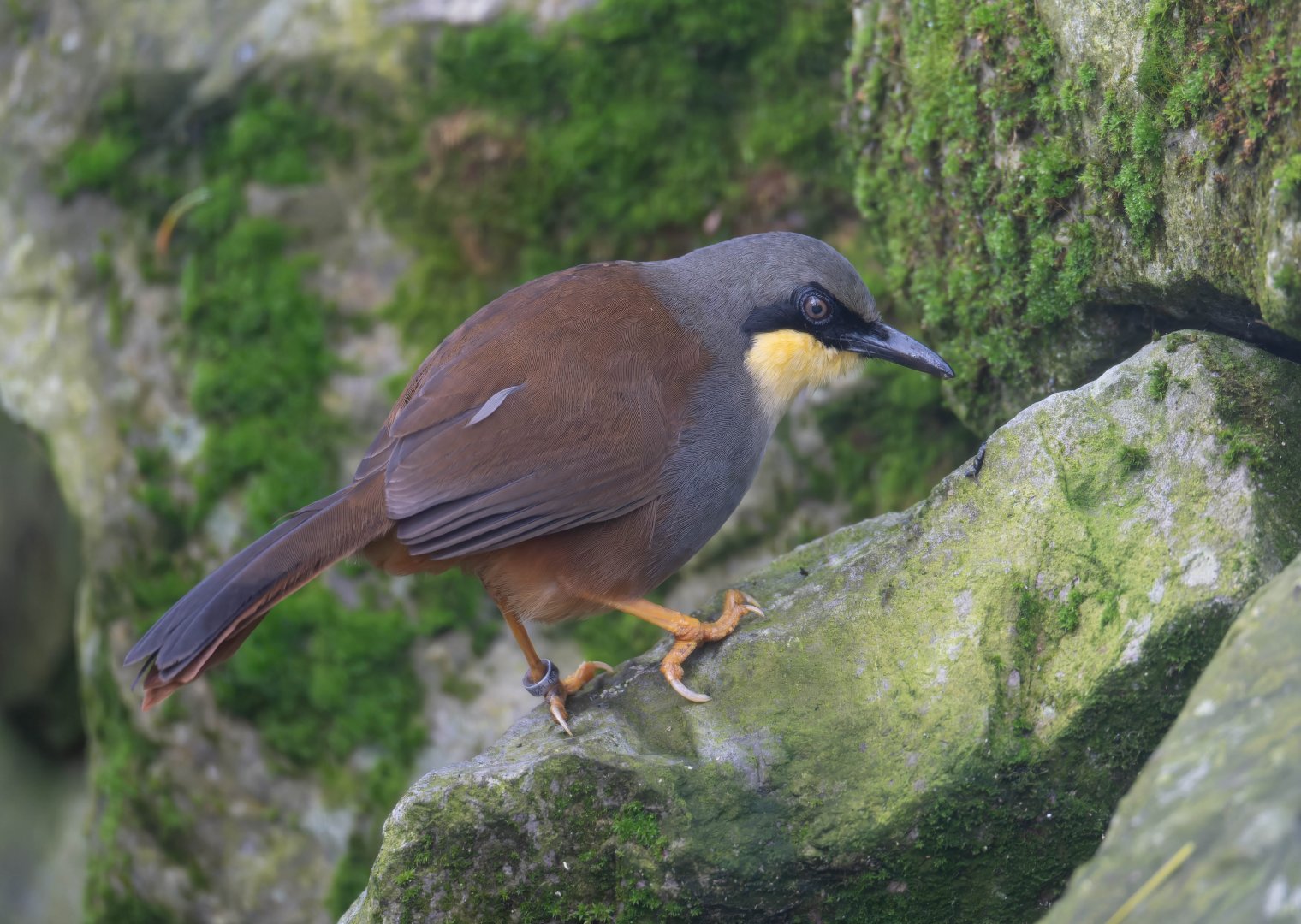 Rufous-vented laughing thrush, Beale Park, UK