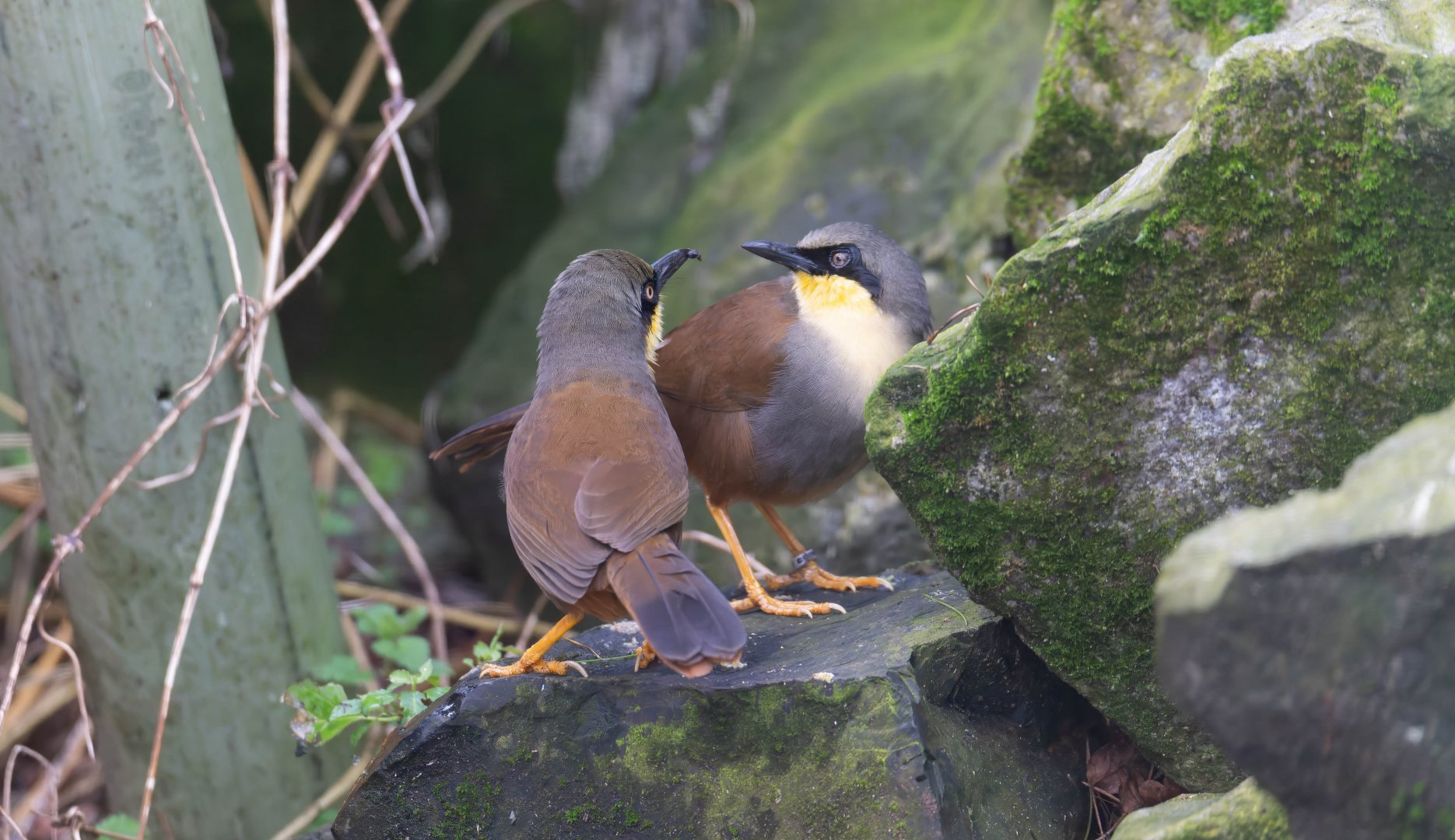 Rufous-vented laughing thrush, Beale Park, UK