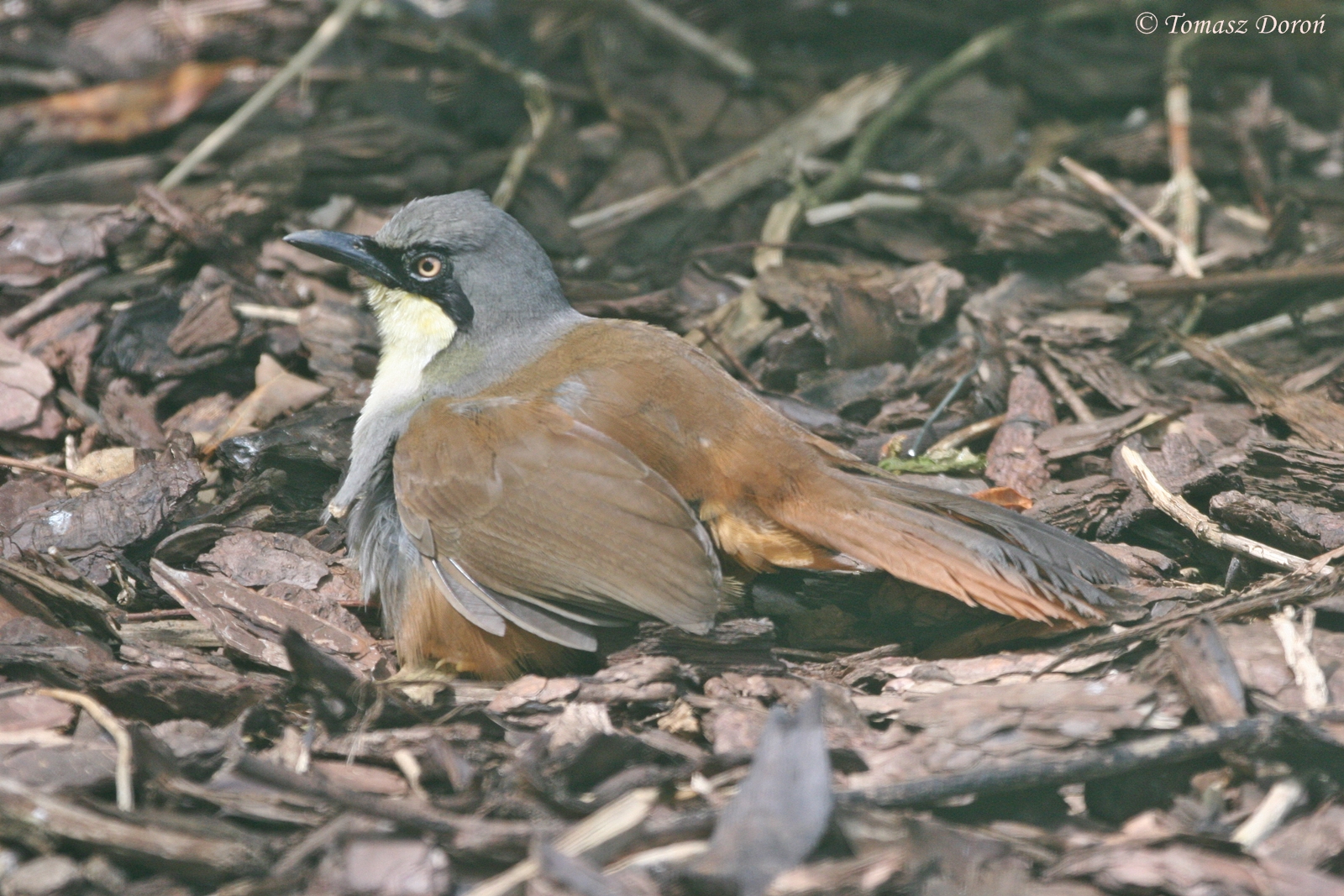 Rufous-vented Laughingthrush (Dryonastes gularis) at Beale Park, June 2009