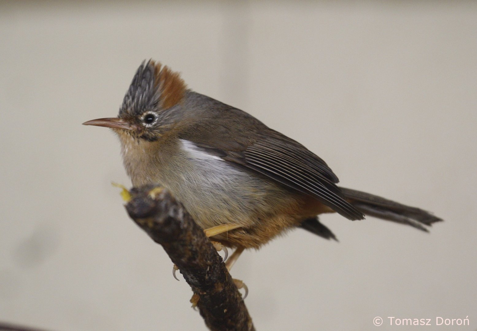 Rufous-vented Yuhina (Yuhina occipitalis), January 2020