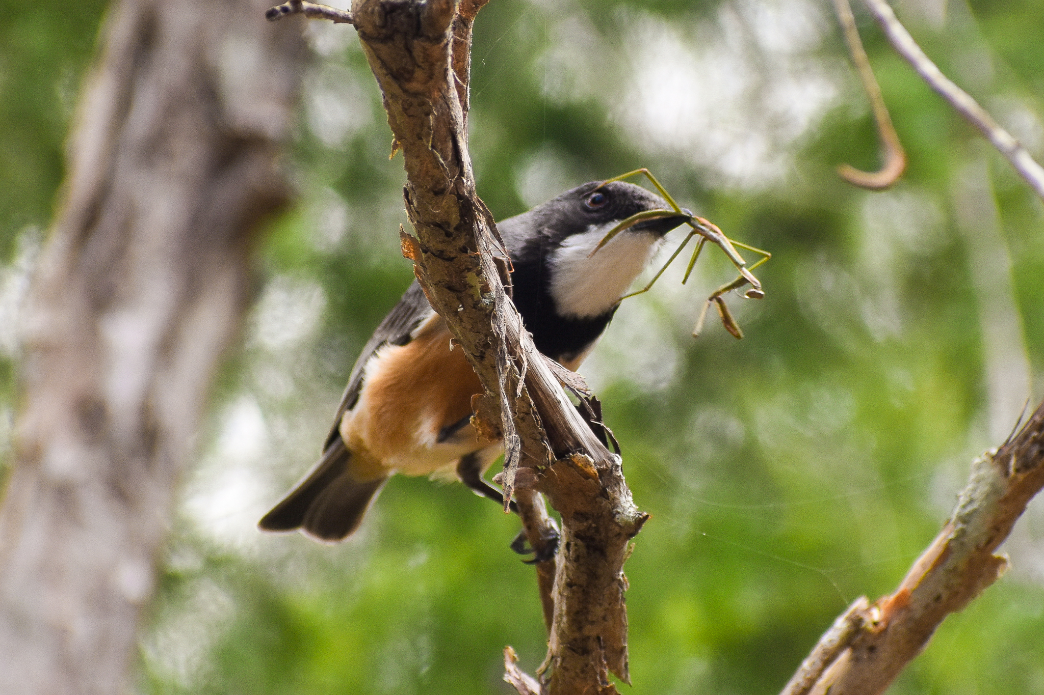 Rufous Whistler eating a Mantid