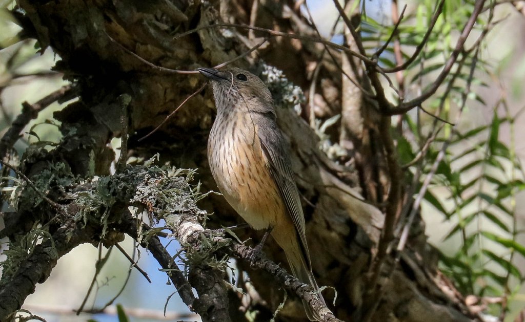 Rufous Whistler female