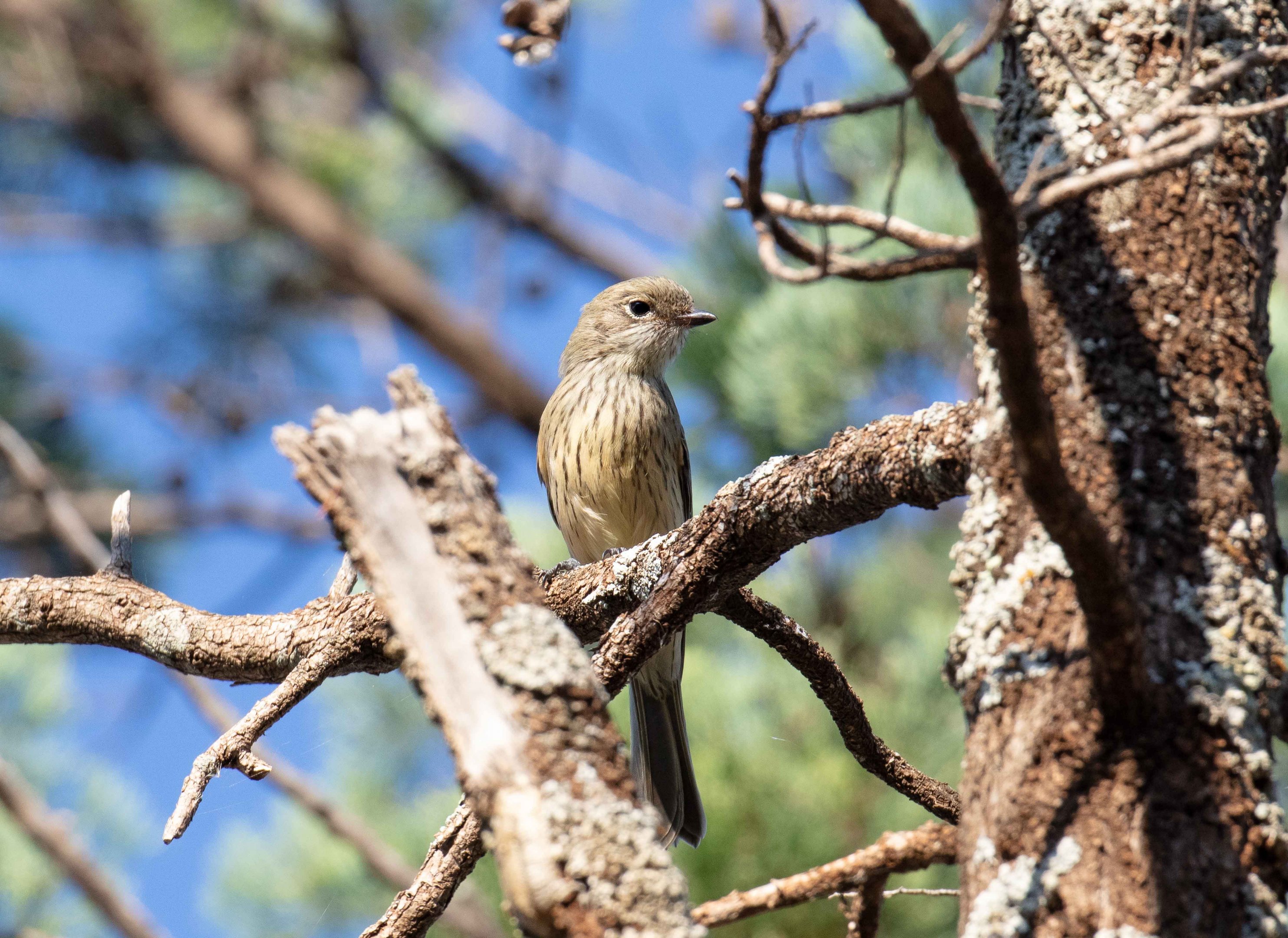 Rufous Whistler female
