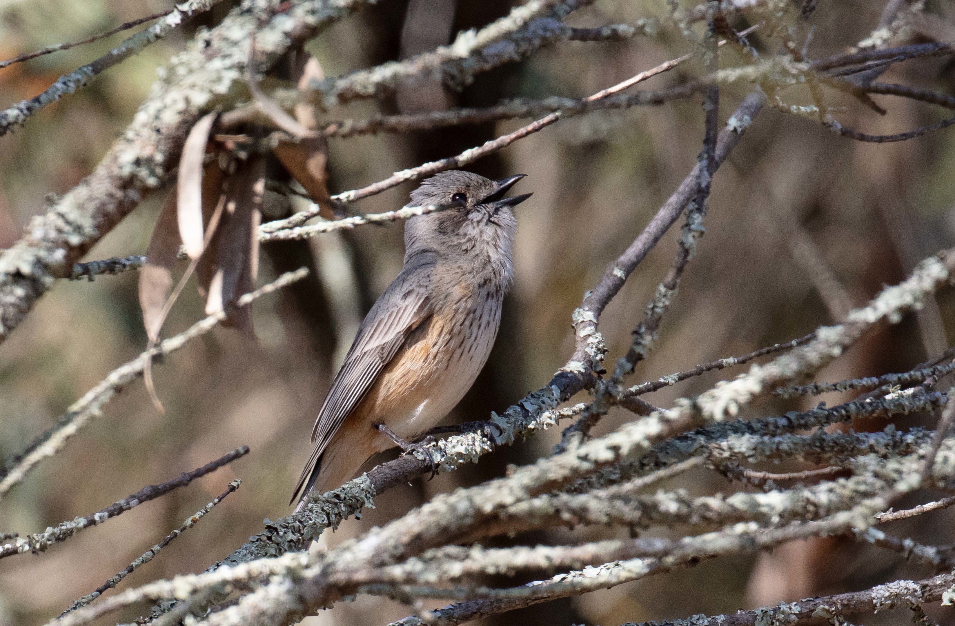 Rufous Whistler female