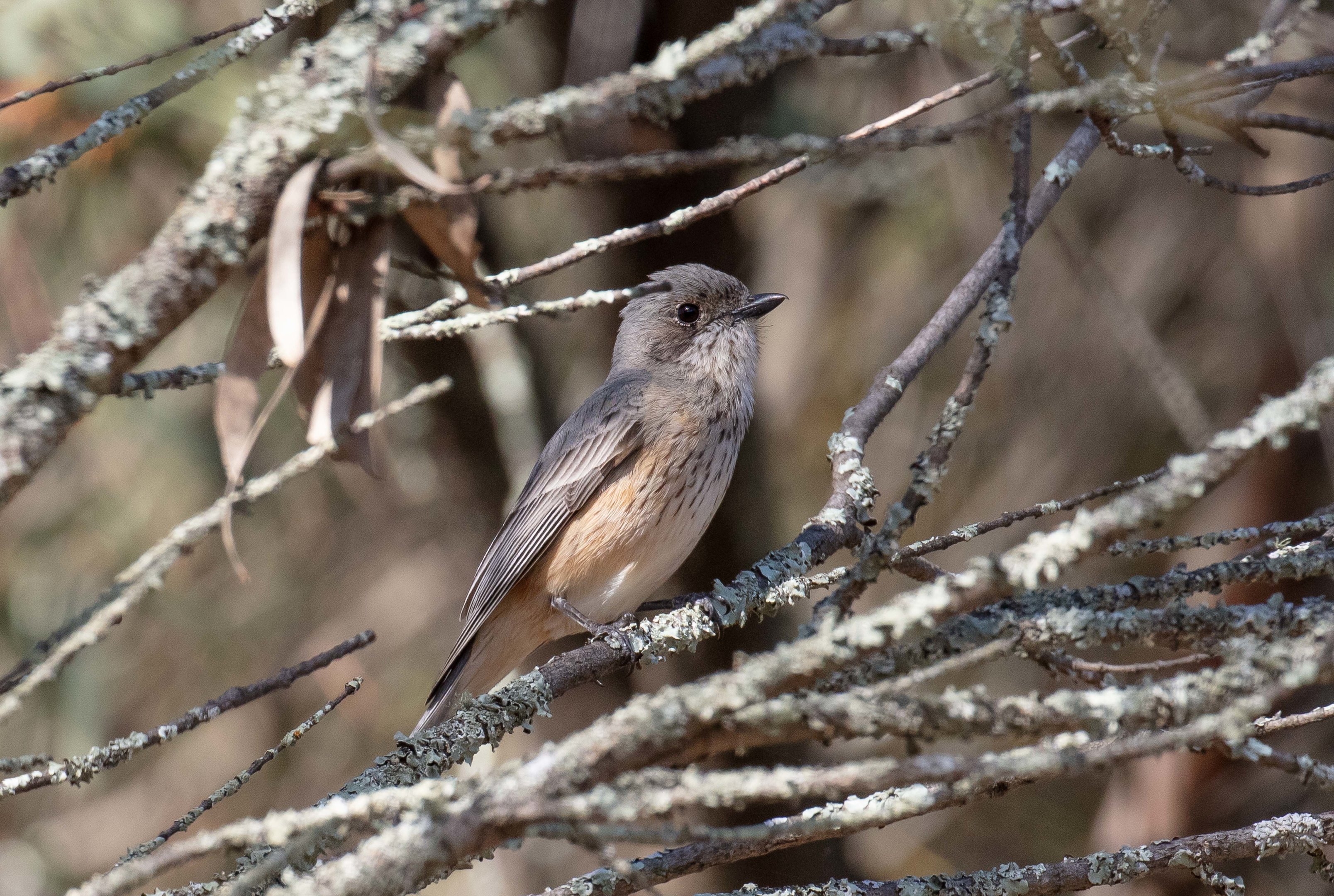 Rufous Whistler female