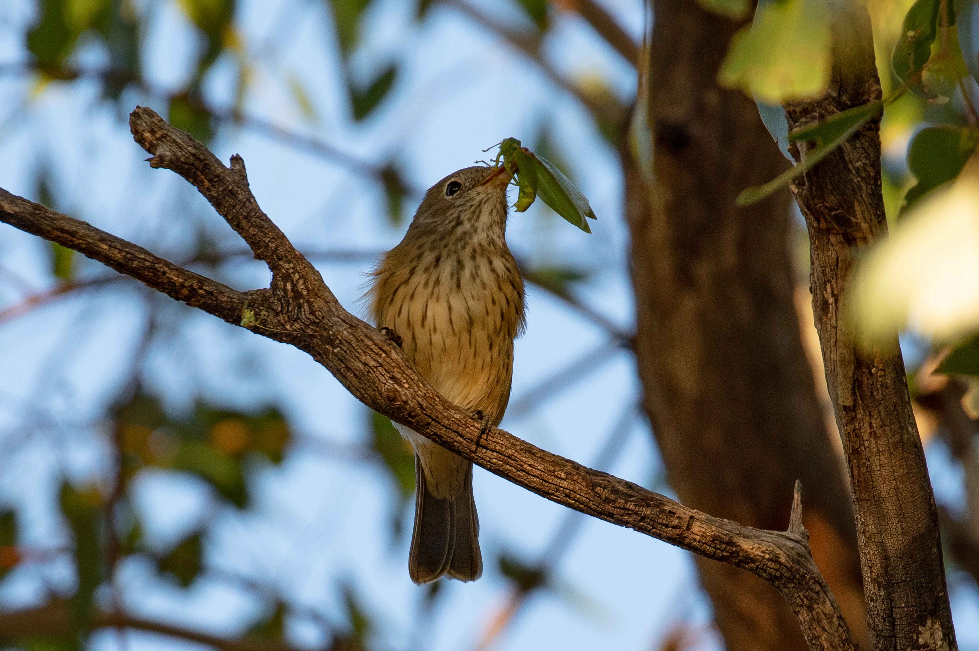 Rufous Whistler juvenile with dinner