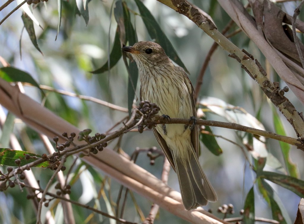 Rufous Whistler juvenile