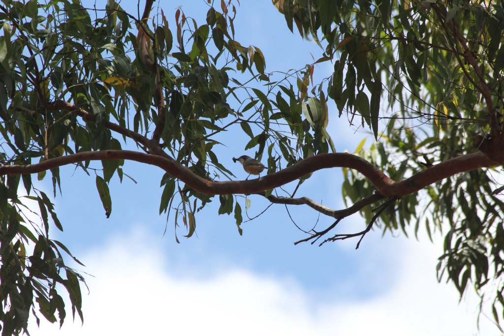 Rufous Whistler male (Pachycephala rufiventris)